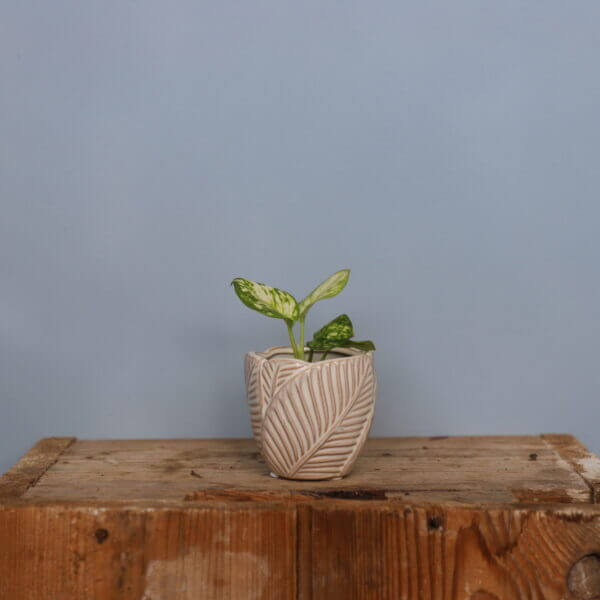 dieffenbachia-mac-any-rastlinkovo