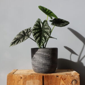 alocasia-sinuata-rastlinkovo