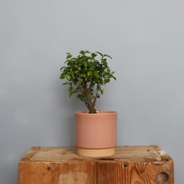 ligustrum-ovalifolium-bonsai-rastlinkovo