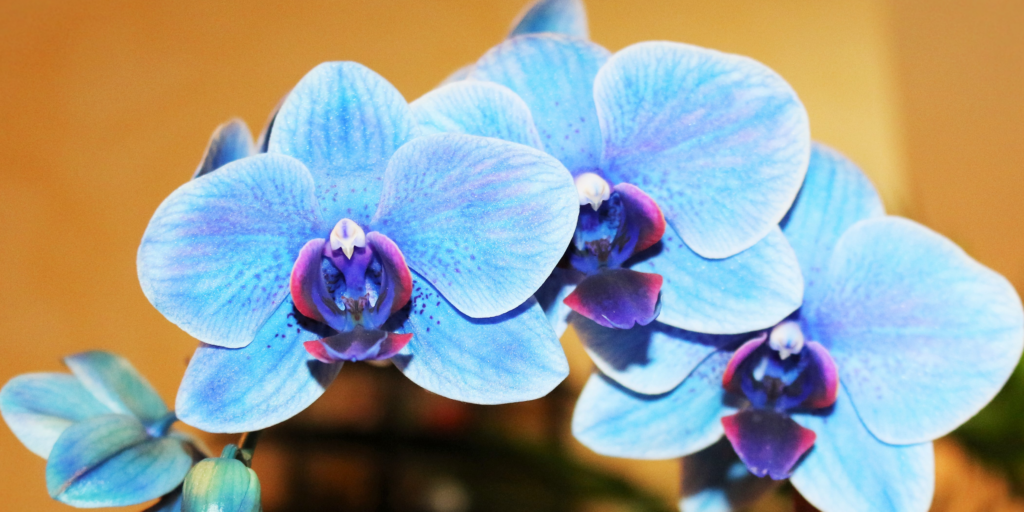 modra-orchidea-rastlinkovo