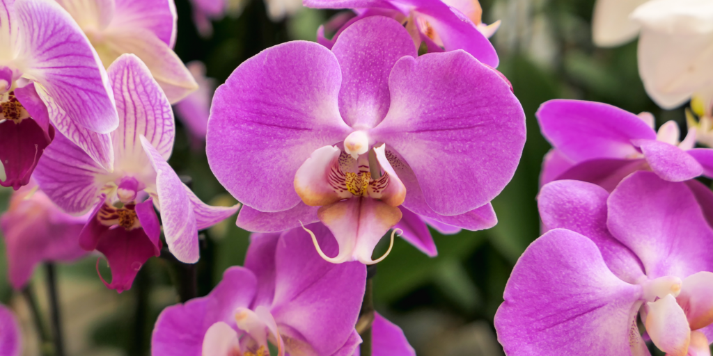 orchidea-rastlinkovo