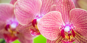 phalaenopsis-rastlinkovo