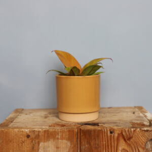 philodendron-prince-of-orange-rastlinkovo