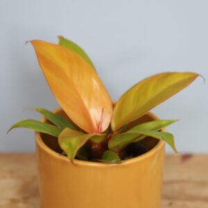 philodendron-prince-of-orange-rastlinkovo
