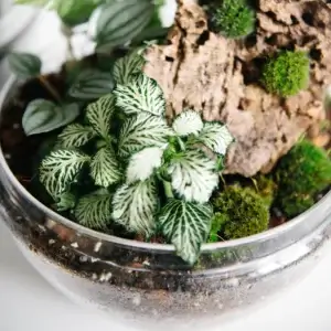 soil-ninja-substrat-terarium-2-litre-rastlinkovo