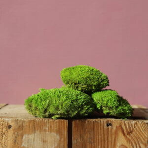stabilizovany-mach-ball-moss-rastlinkovo