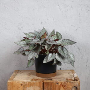 begonia-rex-arctic-breeze-rastlinkovo