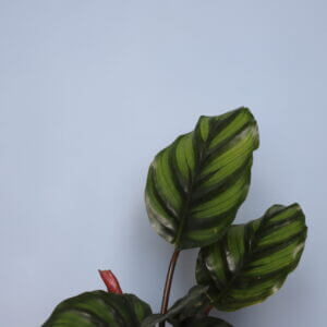 calathea-fasciata-rastlinkovo