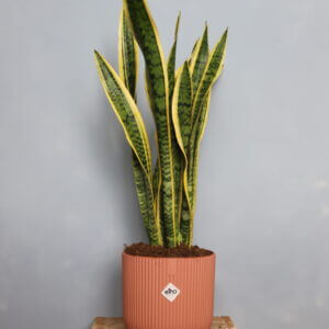 sansevieria-futura-superba-xl-rastlinkovo