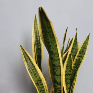 sansevieria-futura-superba-xl-rastlinkovo