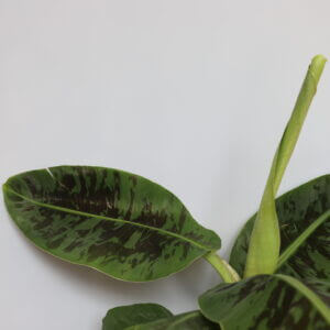xl-musa-dwarf-cavendish-bananovnik-rastlinkovo