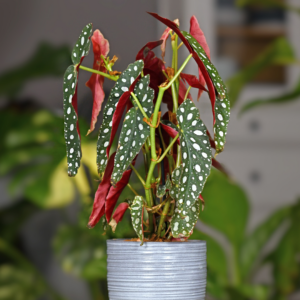 begonia-maculata-rastlinkovo