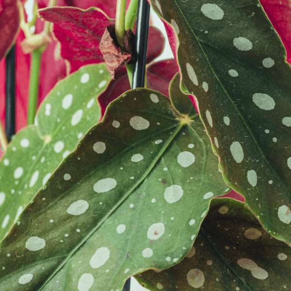 begonia-maculata-rastlinkovo