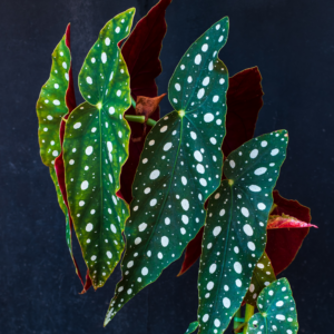begonia-maculata-rastlinkovo