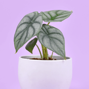 alocasia-silver-dragon-baby-rastlinkovo