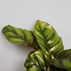 calathea-fascinata-rastlinkovo