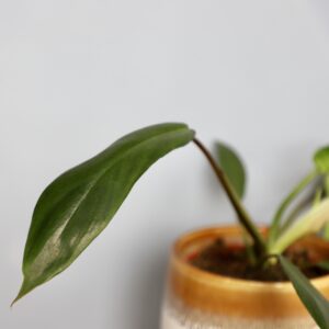 philodendron-joepii-rastlinkovo