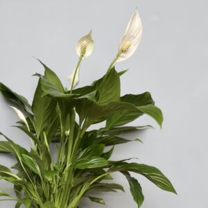 spathiphyllum-lopatkovec-strauss-white-rastlinkovo