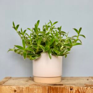tradescantia-zelena-rastlinkovo