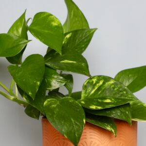 epipremnum-aureum-potosovec-zlaty-rastlinkovo