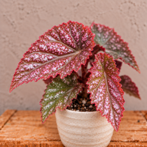 begonia-maculata-pink-spot-ruzova-begonia-rastlina-rastlinkovo