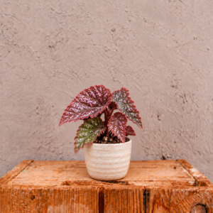 begonia-maculata-pink-spot-ruzova-begonia-rastlina-rastlinkovo