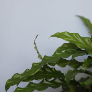 calathea-rufibarba-green-rastlinkovo1