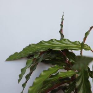 calathea-rufibarba-purple-rastlinkovo1