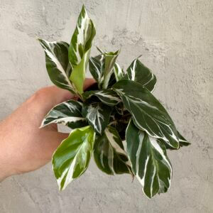 calathea-white-fusion-rastlinkovo