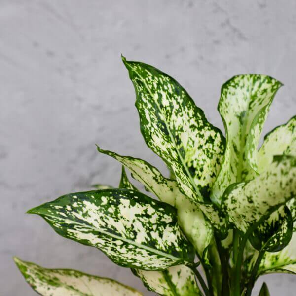 aglaonema-white-kiwi-rastlinkovo