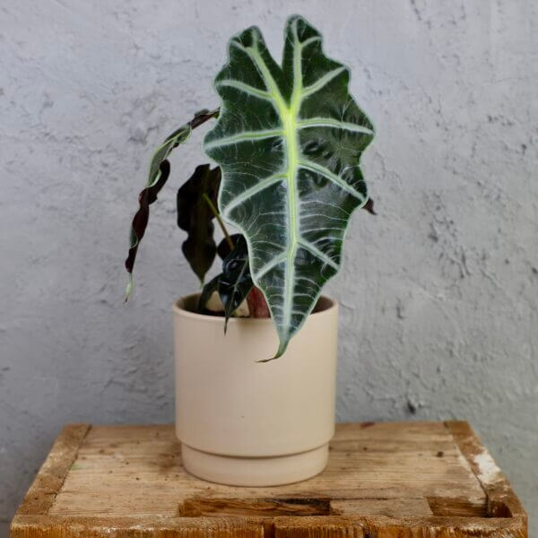 alocasia-polly-rastlinkovo