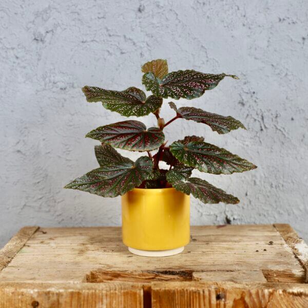 begonia-maculata-pink-spot-rastlinkovo