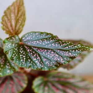 begonia-maculata-pink-spot-rastlinkovo