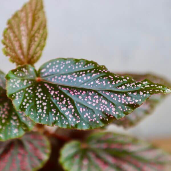 begonia-maculata-pink-spot-rastlinkovo