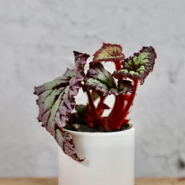 begonia-silver-flush-rastlinkovo
