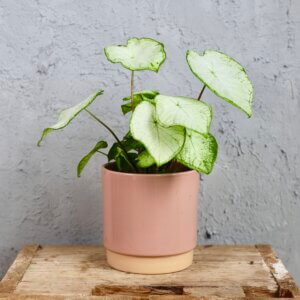 caladium-june-bride-rastlinkovo