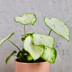 caladium-june-bride-rastlinkovo