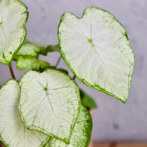 caladium-june-bride-rastlinkovo