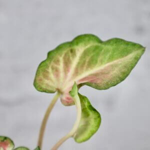 caladium-ice-frost-rastlinkovo