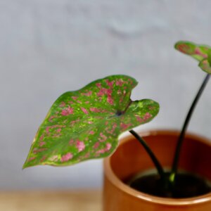 caladium-rubicundum-bicolor-rastlinkovo