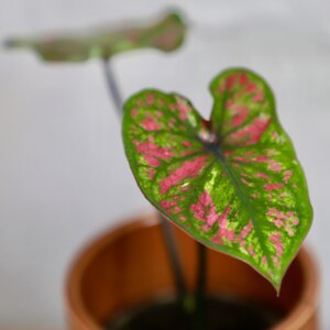 caladium-rubicundum-bicolor-rastlinkovo