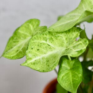 caladium-white-dynasty-rastlinkovo