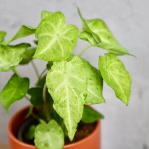 caladium-white-dynasty-rastlinkovo