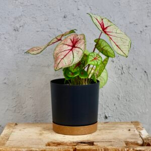 caladium-white-queen-rastlinkovo