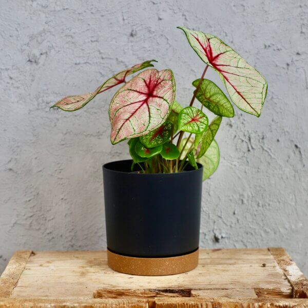 caladium-white-queen-rastlinkovo