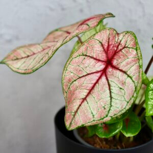 caladium-white-queen-rastlinkovo