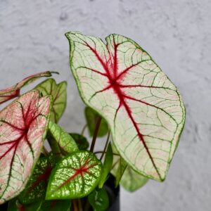 caladium-white-queen-rastlinkovo