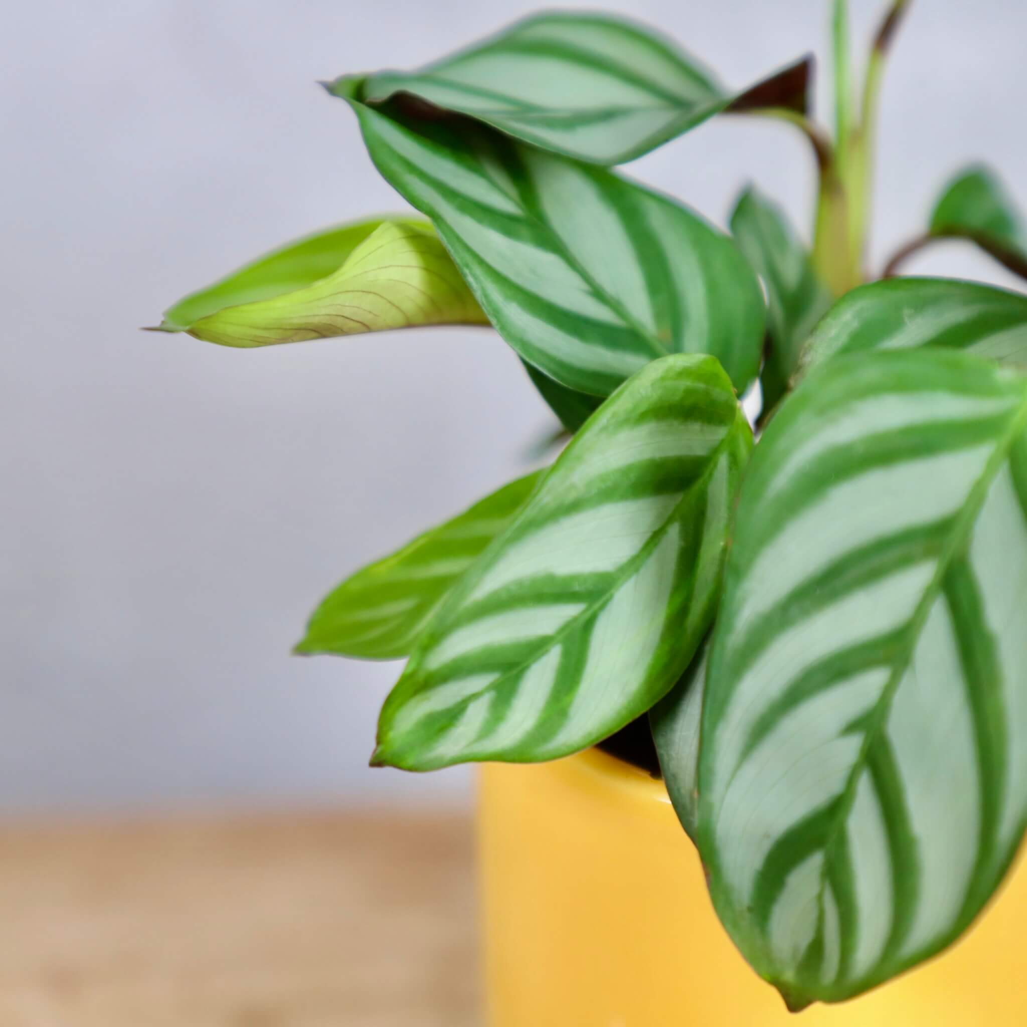 Calathea Anulque baby | Rastlinkovo