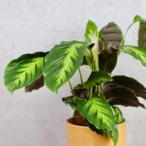 calathea-exclusive-rastlinkovo