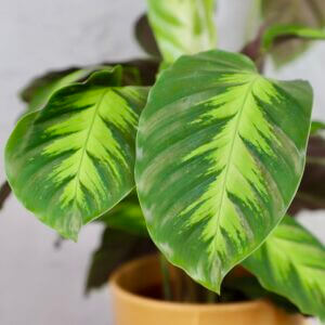 calathea-exclusive-rastlinkovo